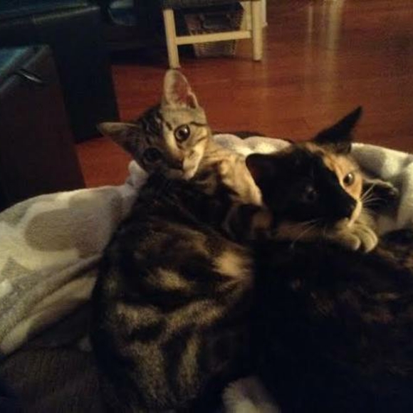 Live show Flyer- LIKE TO BE NOTIFIED WHEN I GO LIVEABSOLUTELY NO CANCELLATIONS!! - Picture 5 of 13